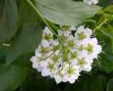 Spiraea crenata