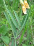 Lathyrus lacaitae