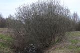 Salix cinerea