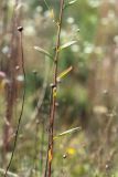 genus Erigeron. Средняя часть цветущего побега. Нижегородская обл., Володарский р-н, окр. пос. Дубки; берег р. Ока, высокотравный луг. 15.09.2023.