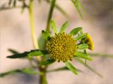 Bidens radiata. Соцветие. Нижегородская обл., Володарский р-н; берег р. Ока, песчаная коса. 15.09.2023.