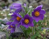 Pulsatilla patens. Цветущее растение. Алтай, Северо-Чуйский хребет, истоки р. Куркурек. 22.06.2010.