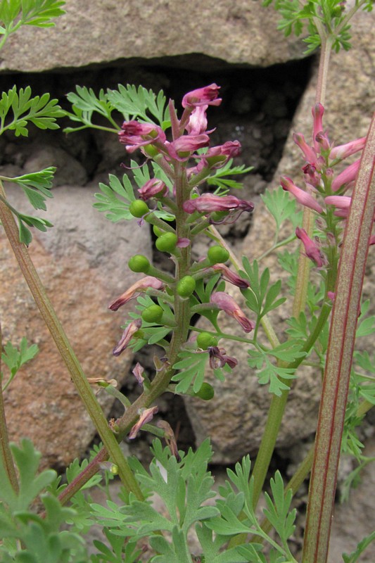 Изображение особи Fumaria officinalis.