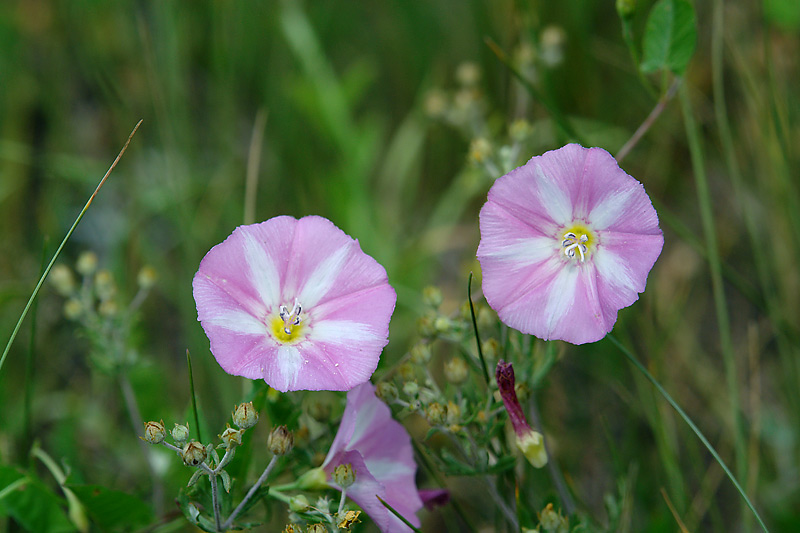 Изображение особи Convolvulus arvensis.