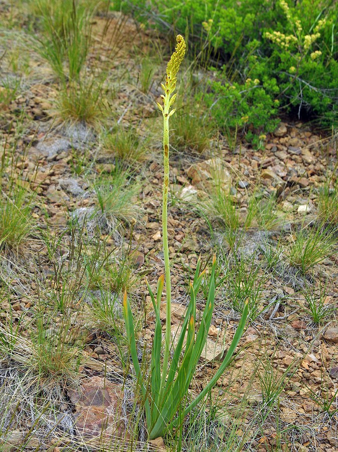 Изображение особи Eremurus altaicus.