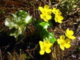 Caltha palustris