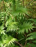 Polemonium caeruleum