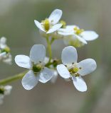 Crambe juncea