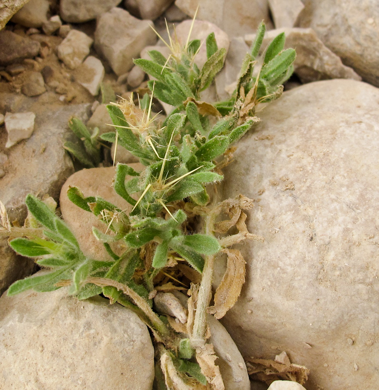 Изображение особи Centaurea pallescens.