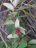 Cotoneaster integerrimus