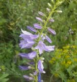 Campanula bononiensis. Часть соцветия. Украина, Луганская обл., Краснодонский р-н, меловые холмы возле пгт Новосветловка. 27.06.2012.