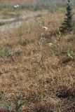 Elaeosticta allioides. Цветущее растение. Южный Казахстан, нижний Боролдай, 2 км выше пос. Коктюбе. 02.06.2012.