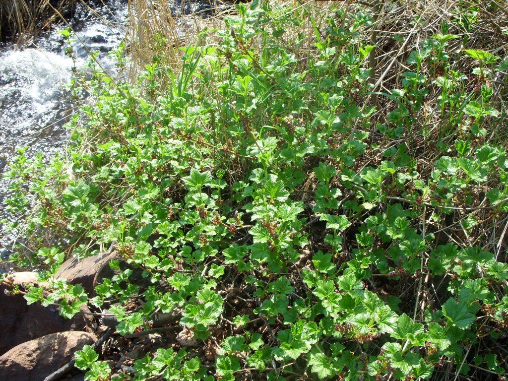 Image of Ribes procumbens specimen.