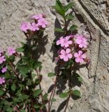 Saponaria ocymoides