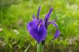 Iris laevigata