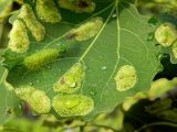 Populus tremula