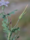 Lactuca undulata