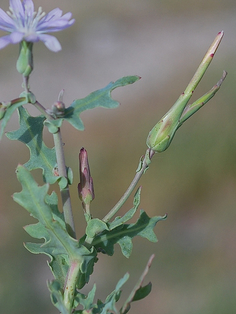 Изображение особи Lactuca undulata.