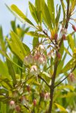 Elaeocarpus grandiflorus