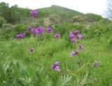 Hesperis sibirica