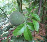 Poncirus trifoliata. Побег с незрелым плодом. Абхазия, Гудаутский р-н, г. Новый Афон, Афонская гора. 20 августа 2009 г.