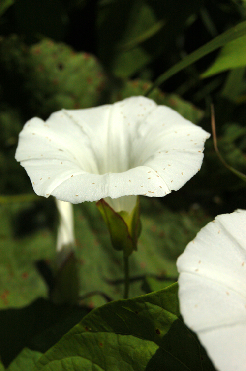 Изображение особи Calystegia sepium.