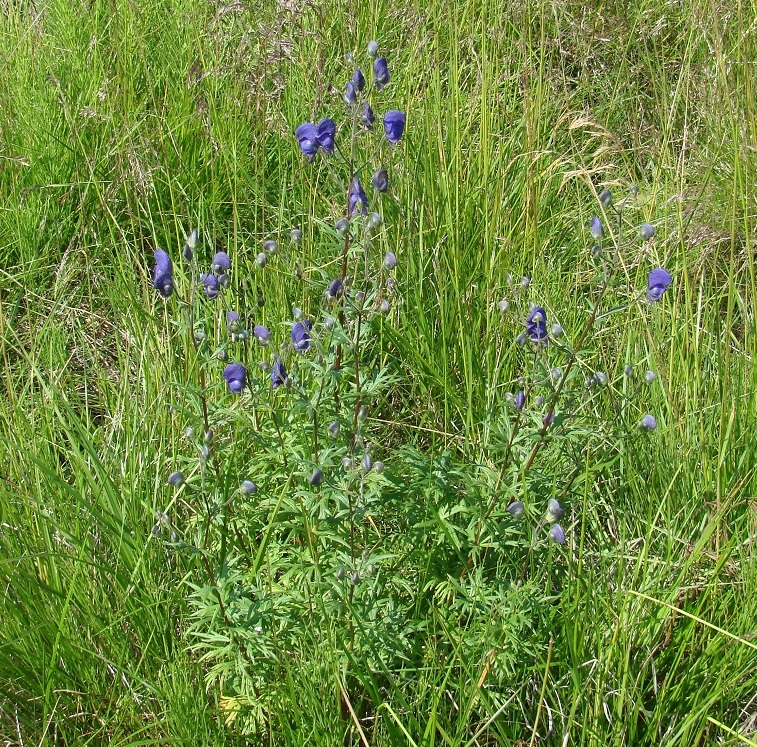 Изображение особи Aconitum baicalense.