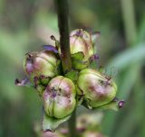 Pedicularis sceptrum-carolinum