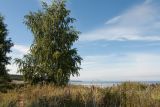 Betula pendula