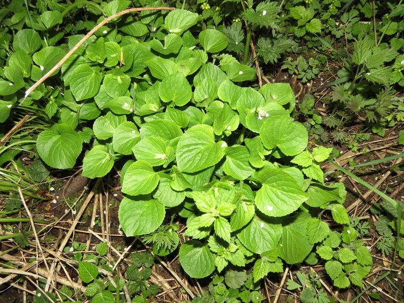 Изображение особи Viola mirabilis.