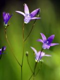 Campanula patula. Верхушки побегов с цветками и бутонами. Ленинградская обл., г. Волхов, лес вдоль ж. д. между пл. 115 км и пл. 119 км. 09.06.2013.