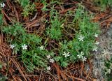 Gypsophila violacea. Цветущие растения. Приморье, Лазовский р-н, окр. с. Чистоводное, смешанный лес, у подножия скалы. 19.08.2015.