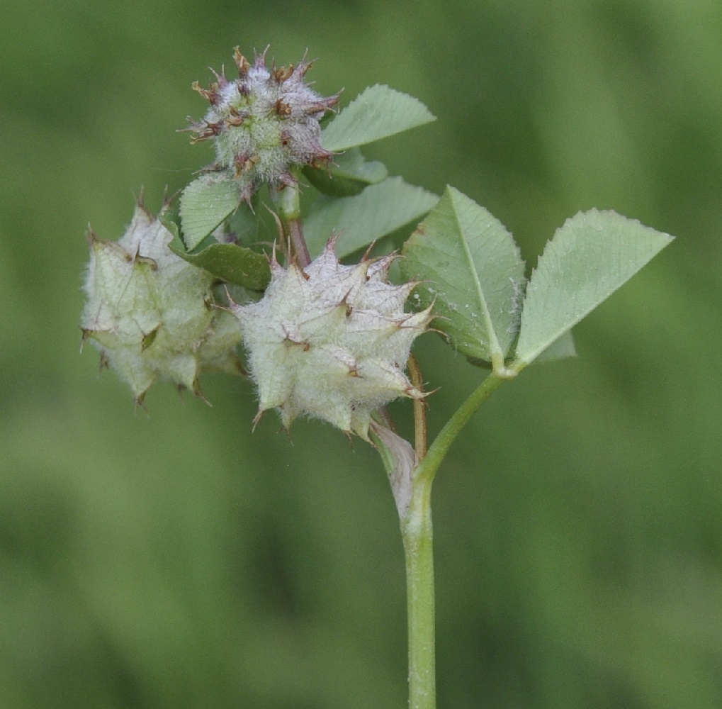 Изображение особи Trifolium resupinatum.