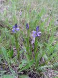 genus Polygala