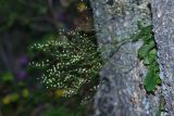 Micranthes oblongifolia. Плодоносящее растение. Приморский край, Партизанский р-н, окр. пос. Врангель, верховья р. Глинка, на скалах. 12.09.2015.