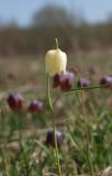 Fritillaria meleagris