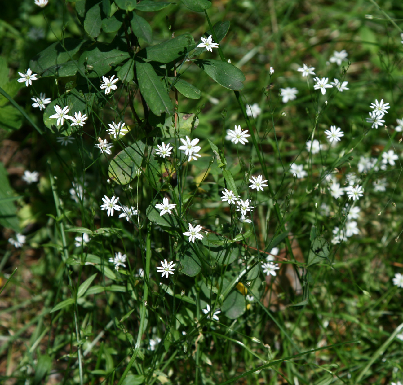 Изображение особи Stellaria graminea.