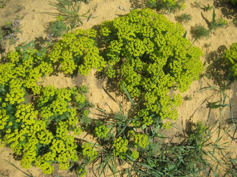 Изображение особи Euphorbia cyparissias.