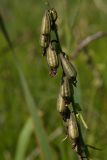 Epipactis palustris