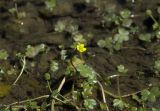 Ranunculus natans