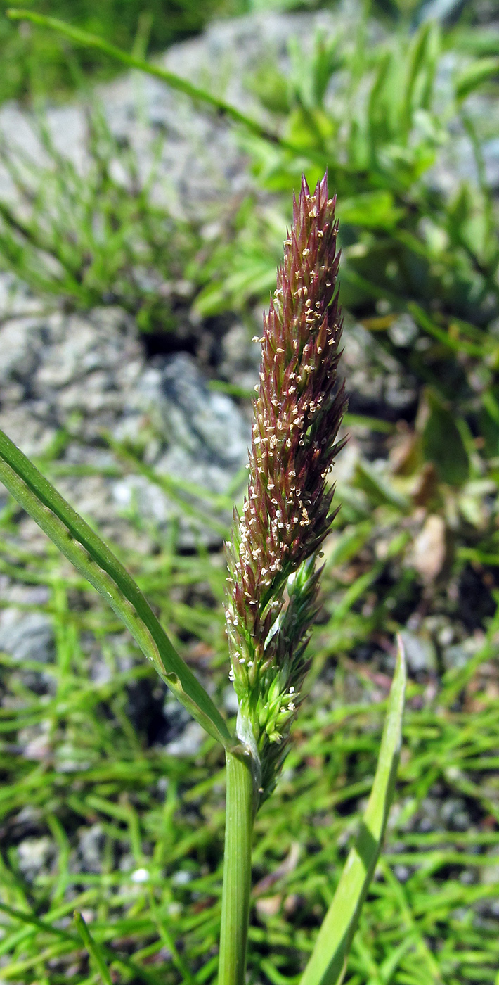 Изображение особи Agrostis exarata.