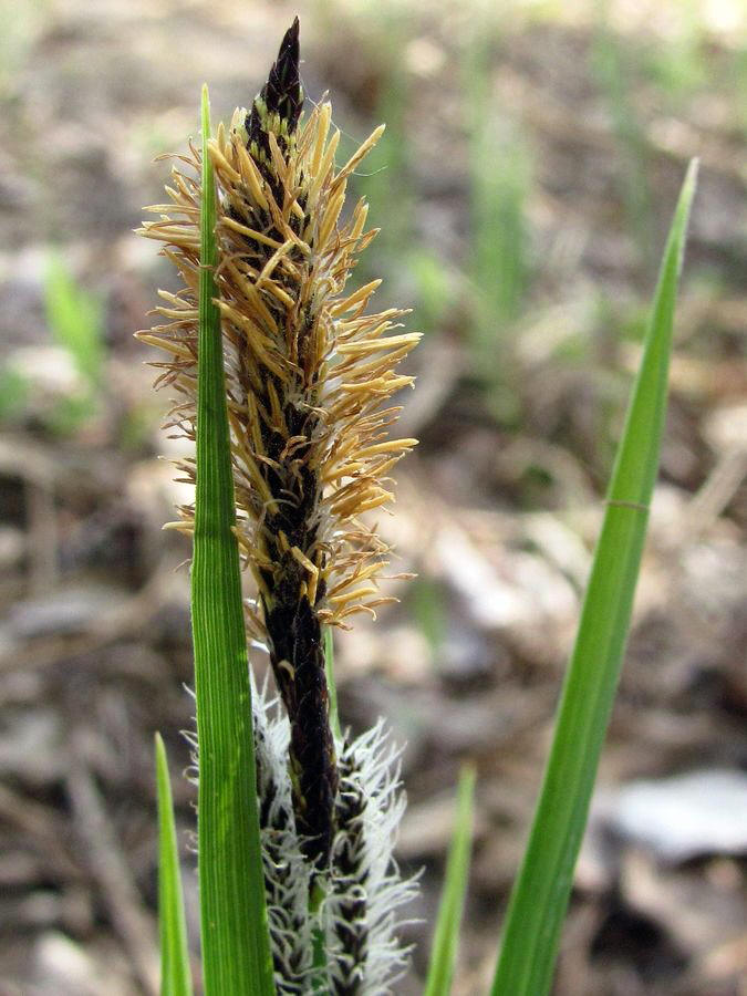 Изображение особи Carex acuta.