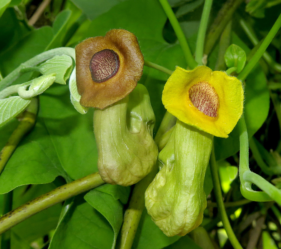 Изображение особи Aristolochia manshuriensis.