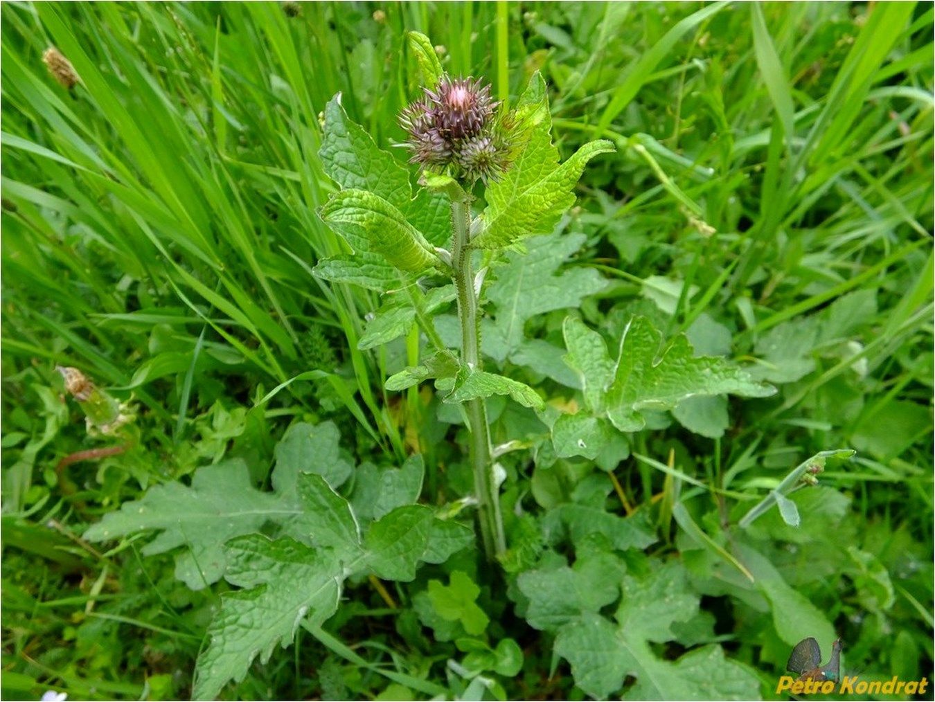 Изображение особи Carduus bicolorifolius.