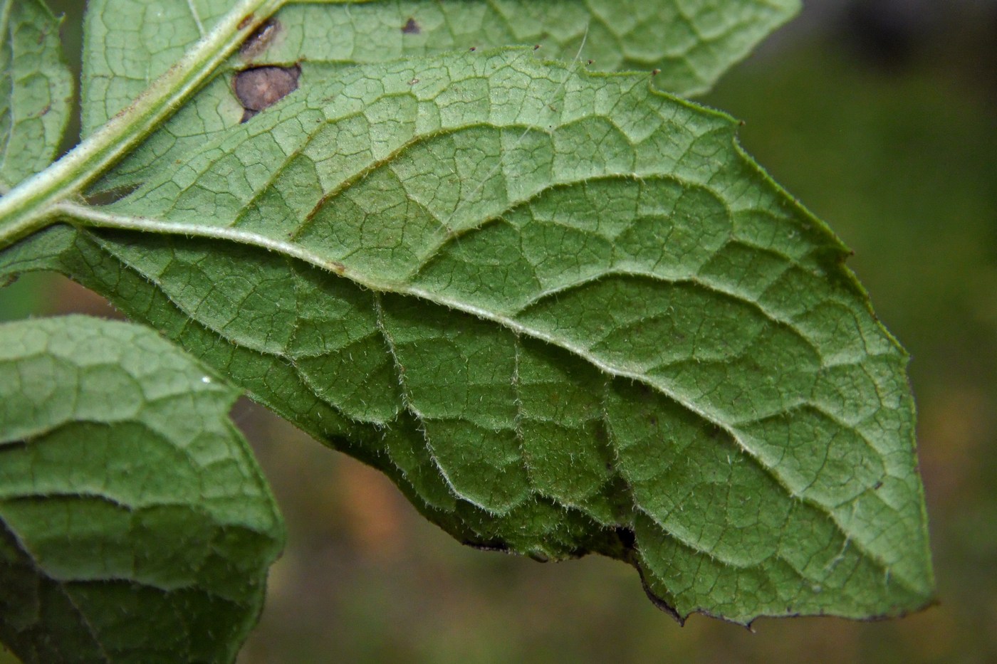 Изображение особи Klasea quinquefolia.