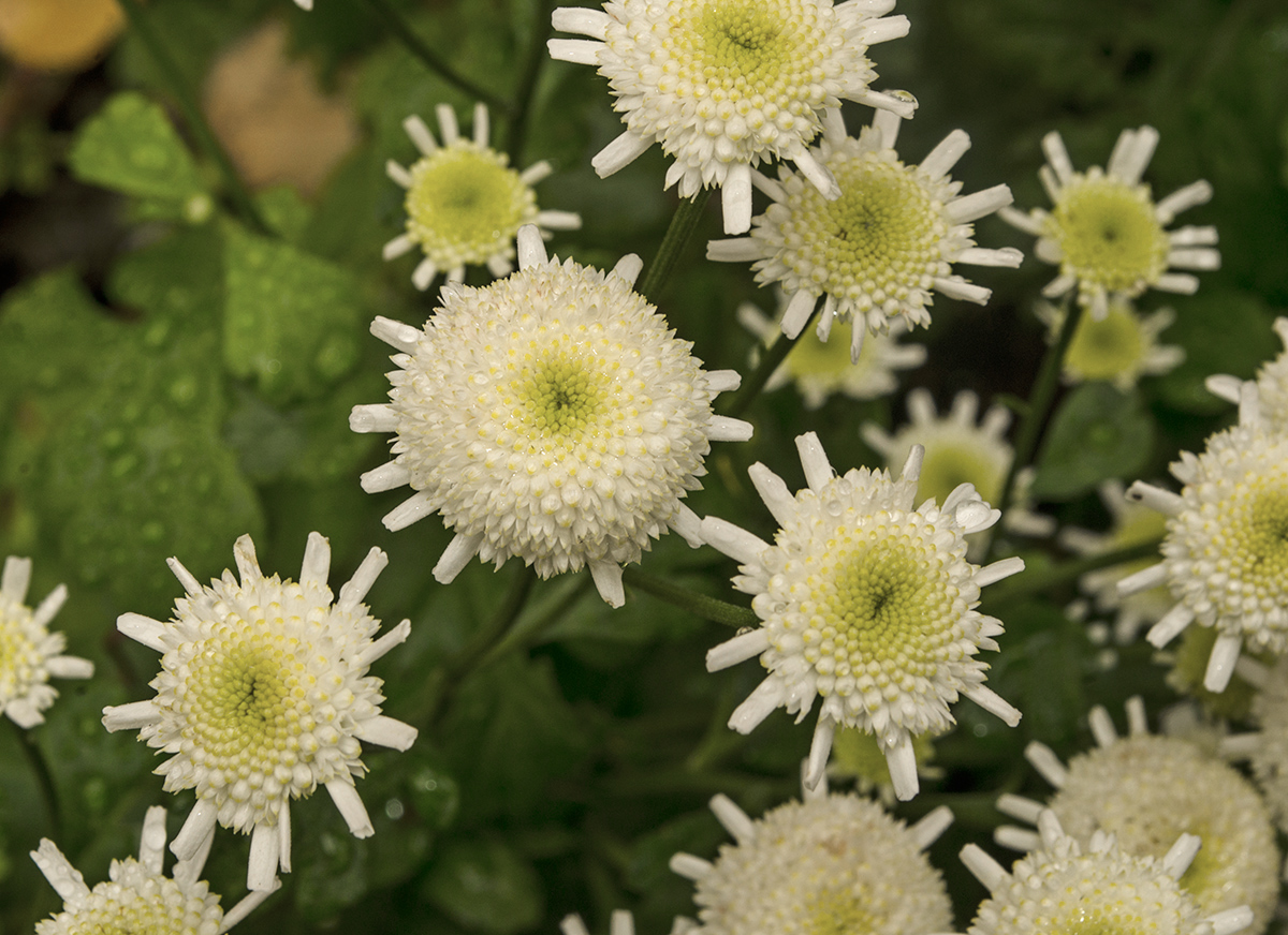 Изображение особи Pyrethrum parthenium.