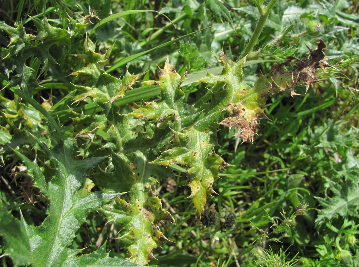 Изображение особи семейство Asteraceae.