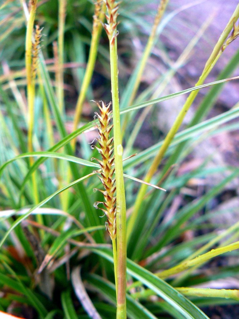 Image of Carex morrowii specimen.