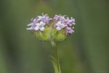 Valerianella coronata