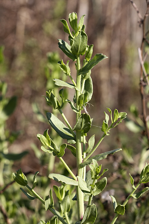 Изображение особи Karelinia caspia.